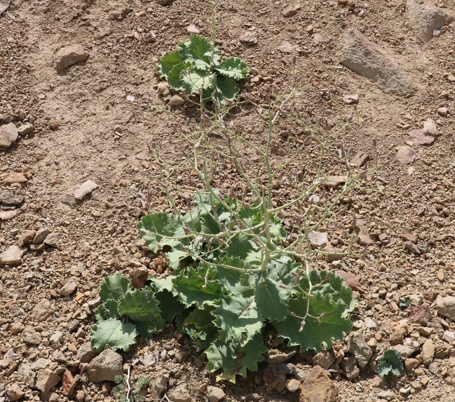 Image of Cephalorrhynchus takhtadzhianii specimen.