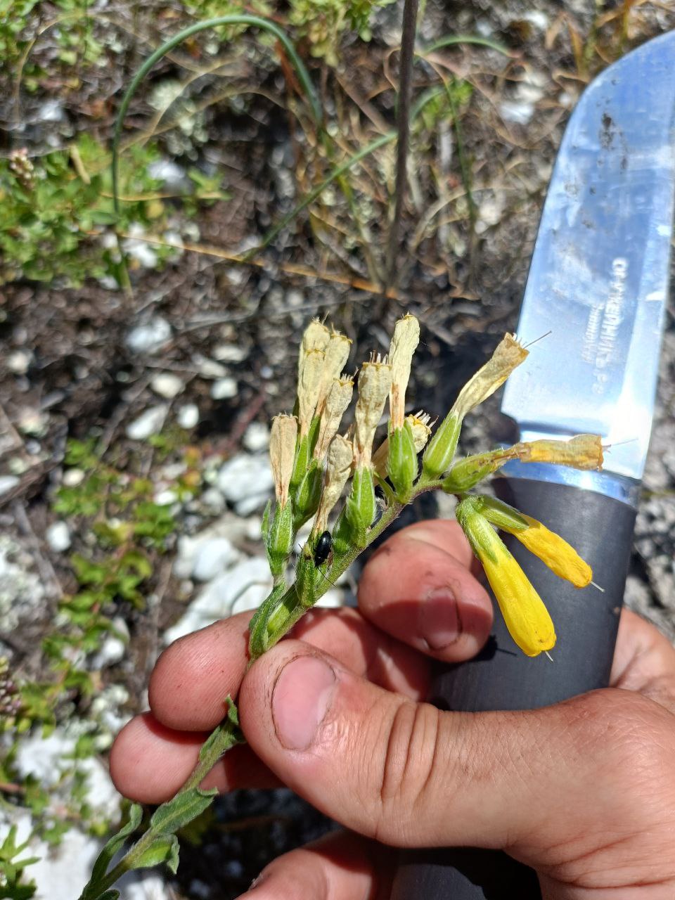 Image of Onosma taurica specimen.
