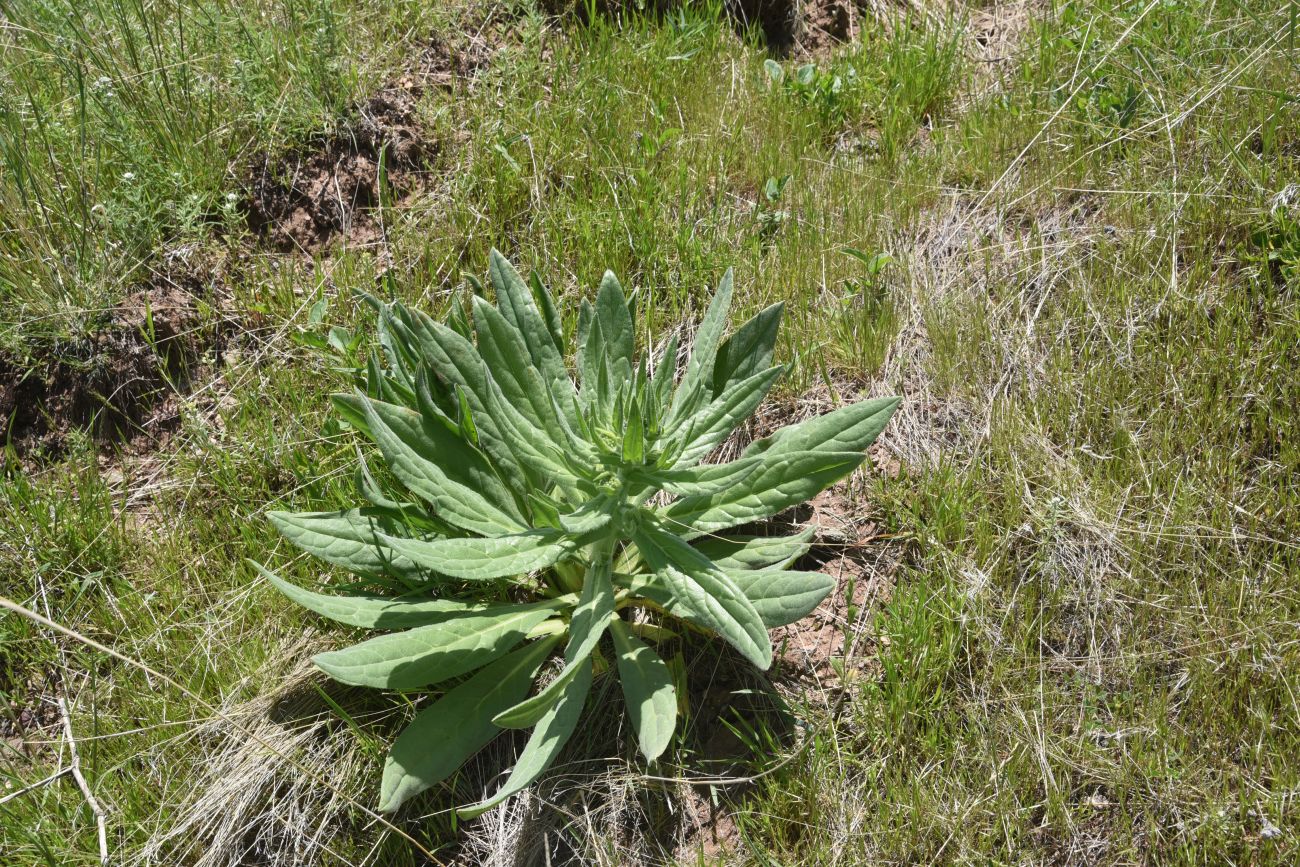 Image of Cynoglossum officinale specimen.