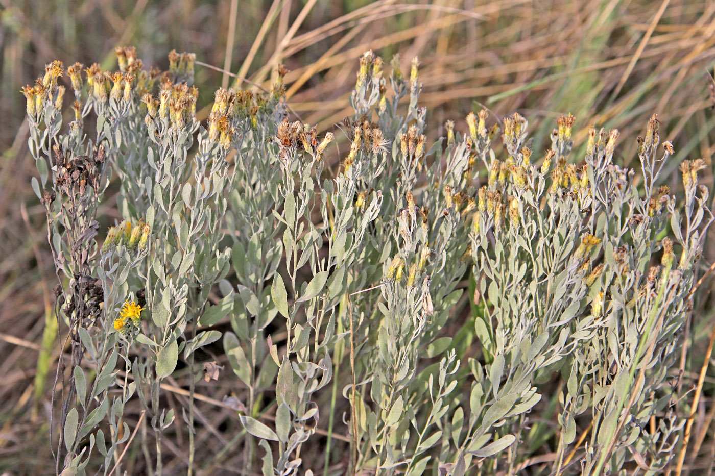 Image of Galatella villosa specimen.
