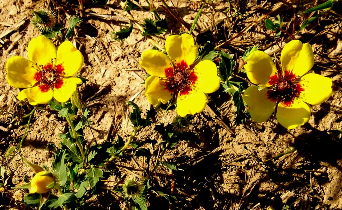 Image of Rosa persica specimen.