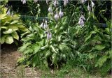 Hosta undulata. Цветущее растение. Московская обл., Раменский р-н, окр. дер. Хрипань, садовый участок. 22.07.2025.