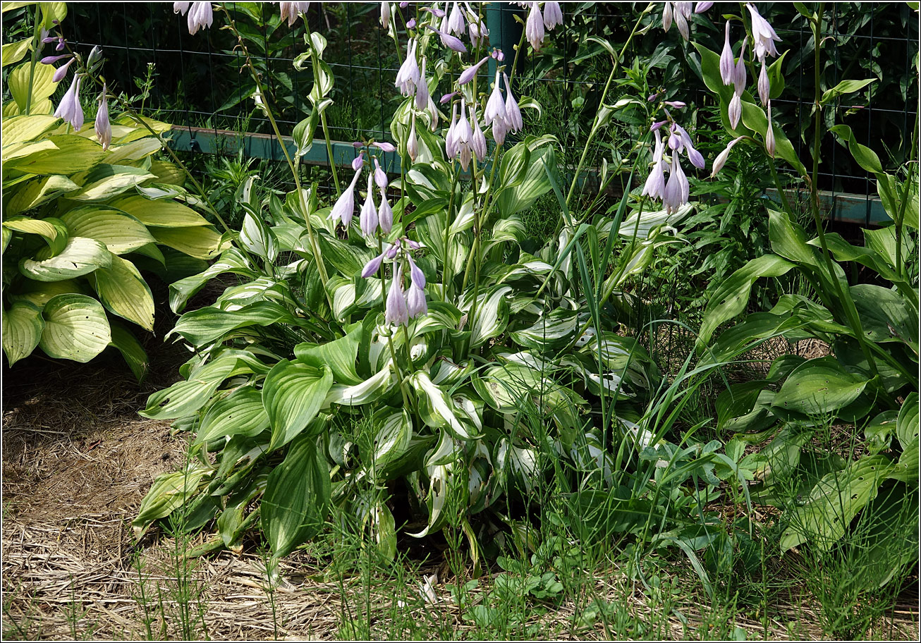 Image of Hosta undulata specimen.