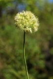 Allium condensatum