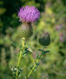 Cirsium serrulatum
