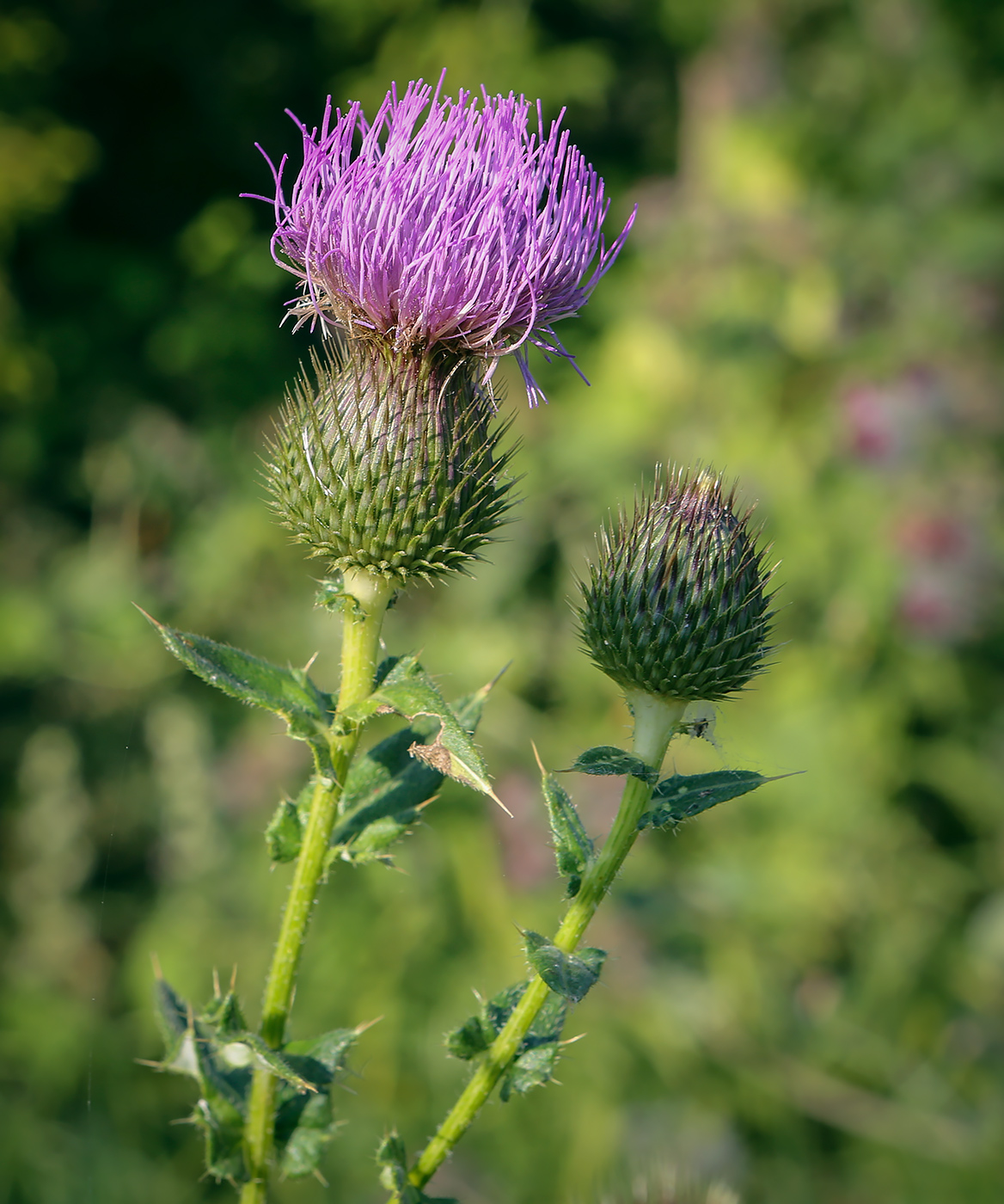 Изображение особи Cirsium serrulatum.