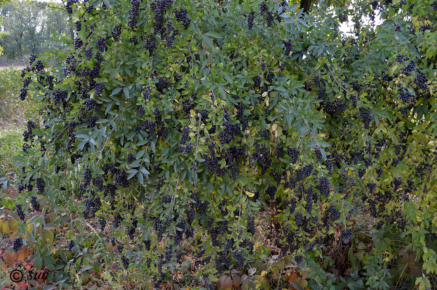 Изображение особи Ligustrum vulgare.