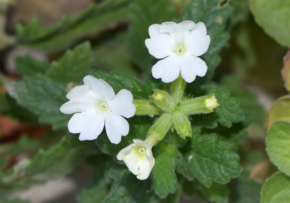Image of genus Verbena specimen.