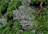 Cladonia coniocraea. Талломы и потеции среди веточек мха на стволе берёзы. Московская обл., Раменский р-н, окр. ж.-д. платформы Хрипань, смешанный лес. 24.09.2025.