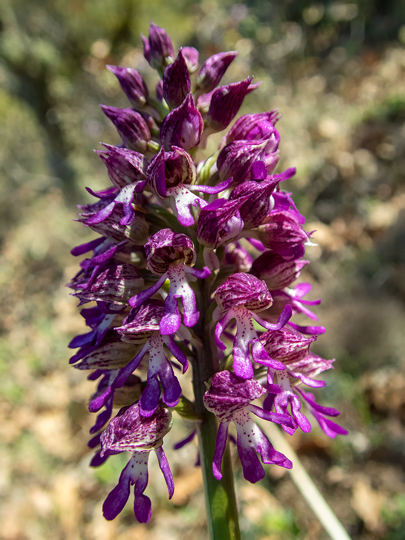 Изображение особи Orchis × angusticruris.