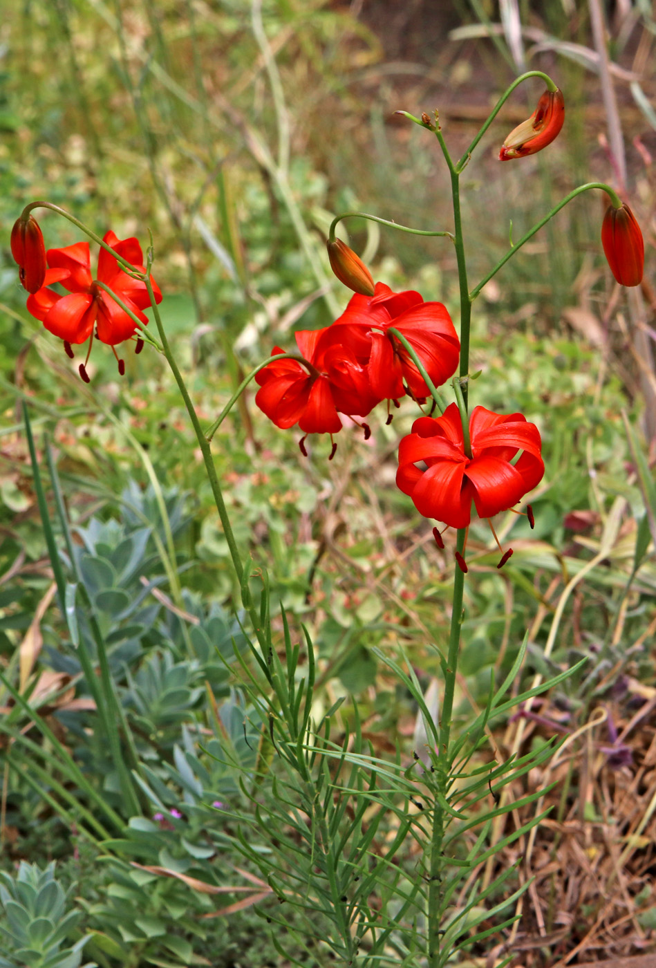 Image of Lilium pumilum specimen.