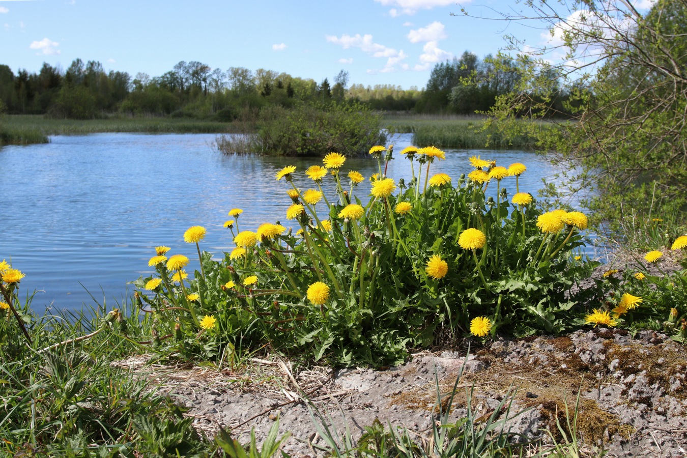 Изображение особи род Taraxacum.