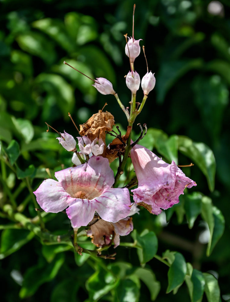 Изображение особи Podranea ricasoliana.