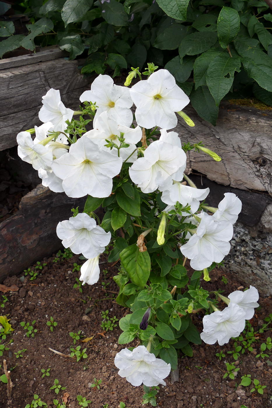 Изображение особи Petunia &times; atkinsiana.
