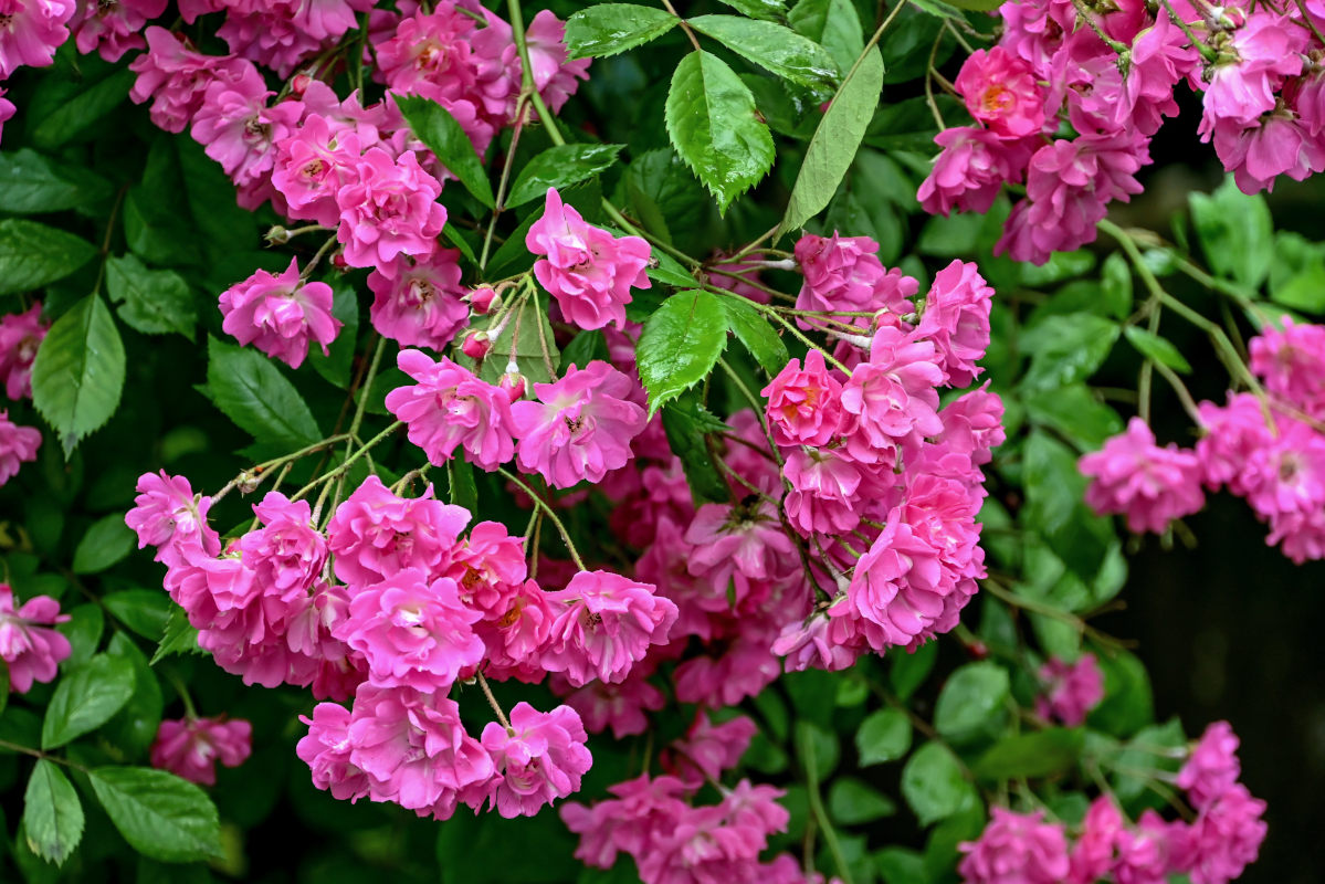 Image of genus Rosa specimen.