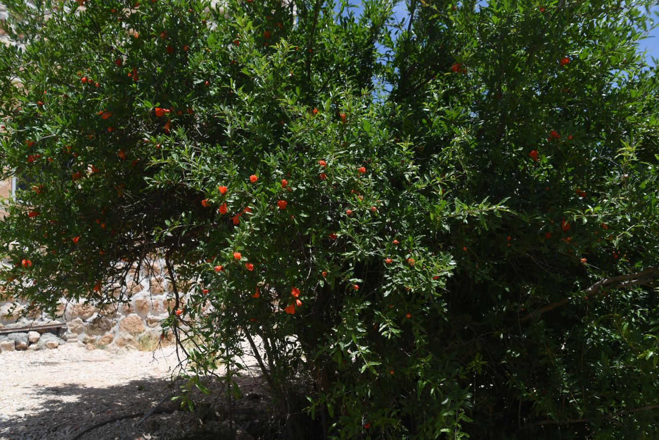 Изображение особи Punica granatum.