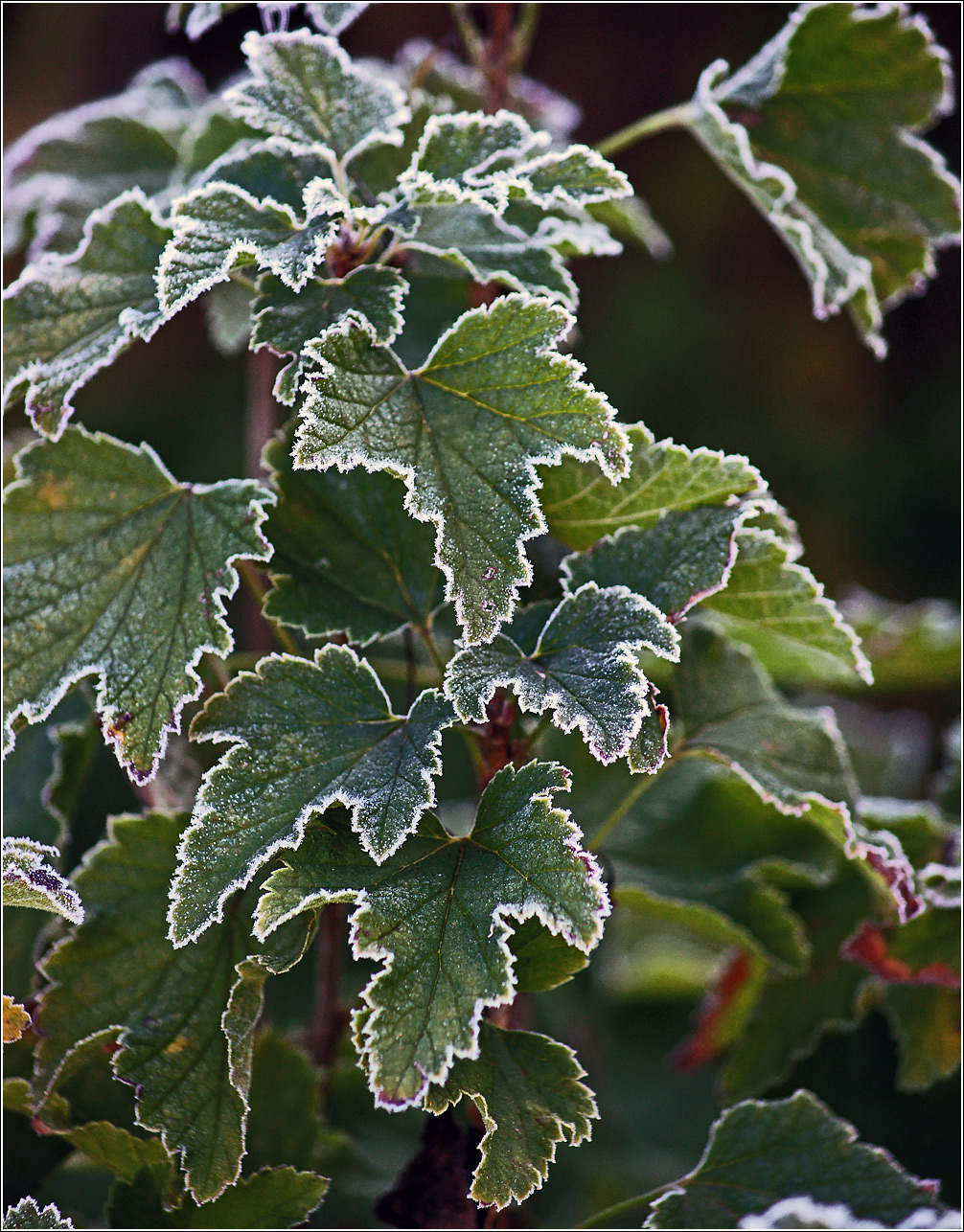 Изображение особи Ribes nigrum.