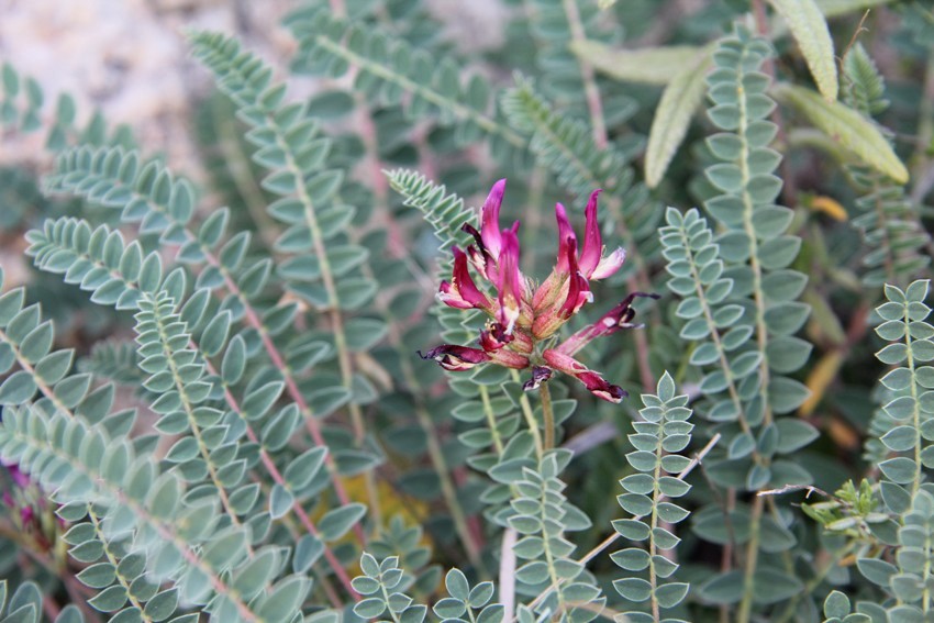 Изображение особи Astragalus monspessulanus.