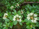 Rhododendron aureum. Верхушки побегов с соцветиями. Приморский край, Тернейский р-н, дол. р. Находка, 900 м н.у.м., темнохвойный лес. 13.06.2024.