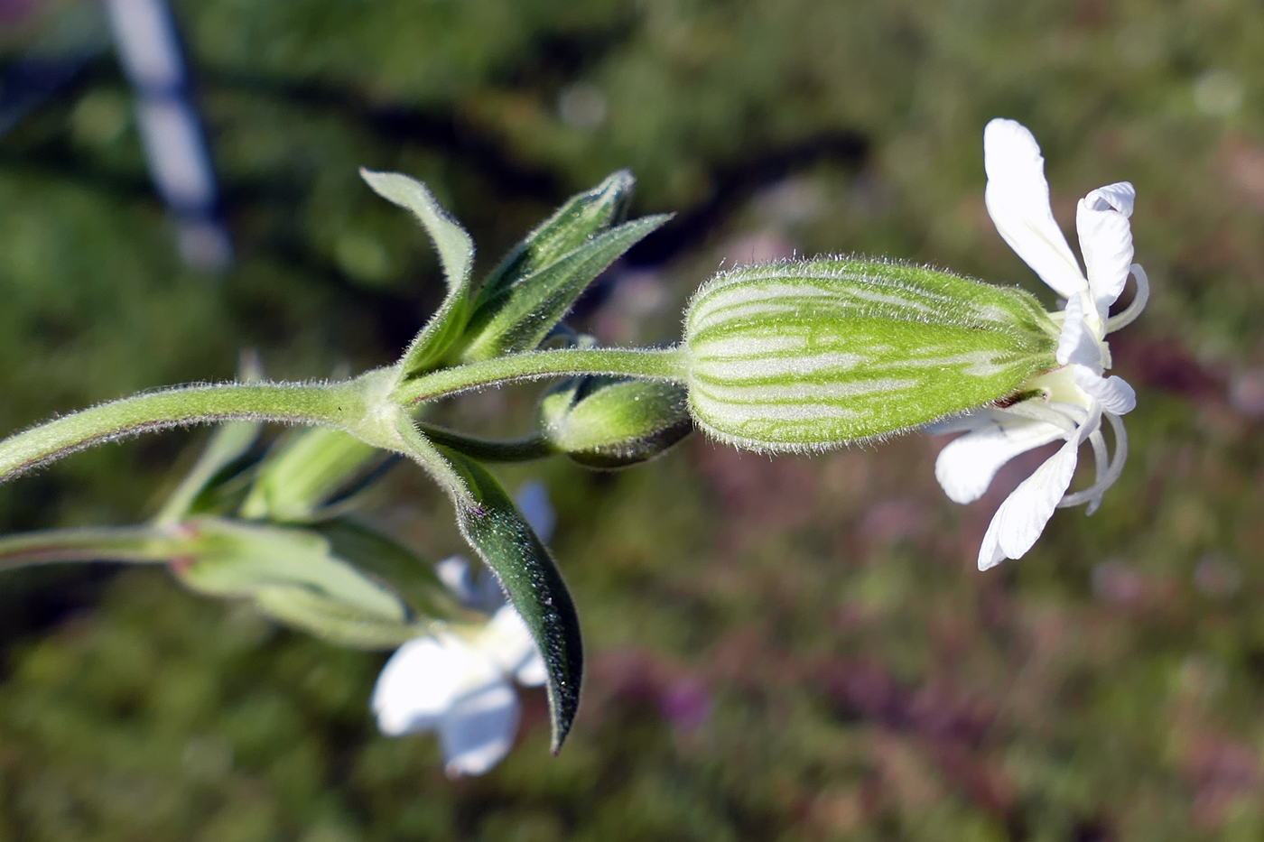 Image of Melandrium album specimen.