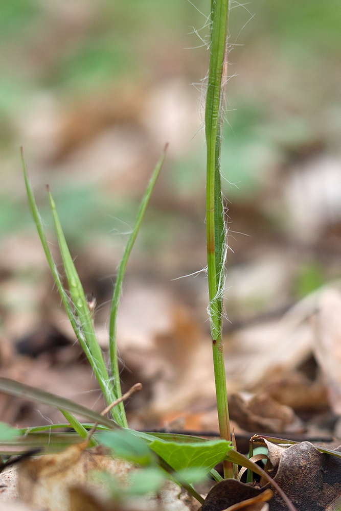 Изображение особи Luzula forsteri.