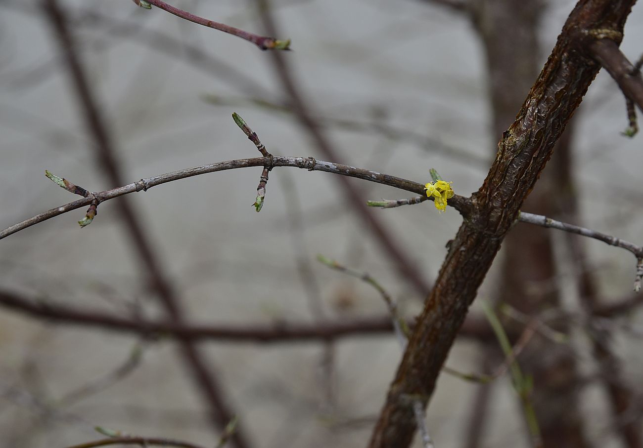 Image of Cornus mas specimen.