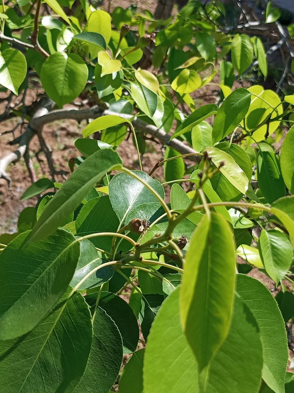 Image of Pyrus communis specimen.