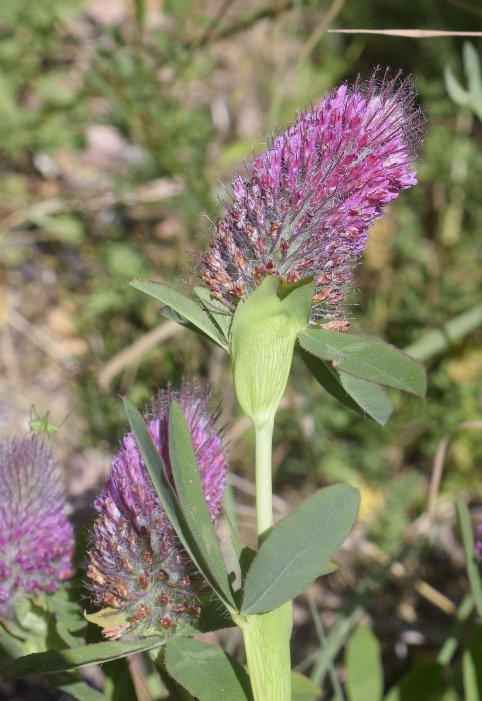 Image of Trifolium rubens specimen.