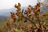 Euphorbia komaroviana