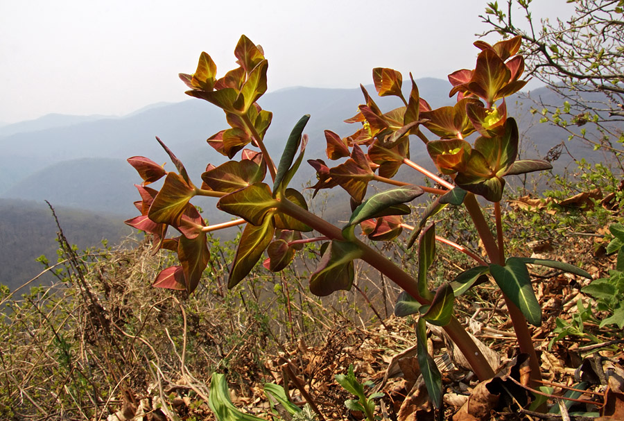 Изображение особи Euphorbia komaroviana.