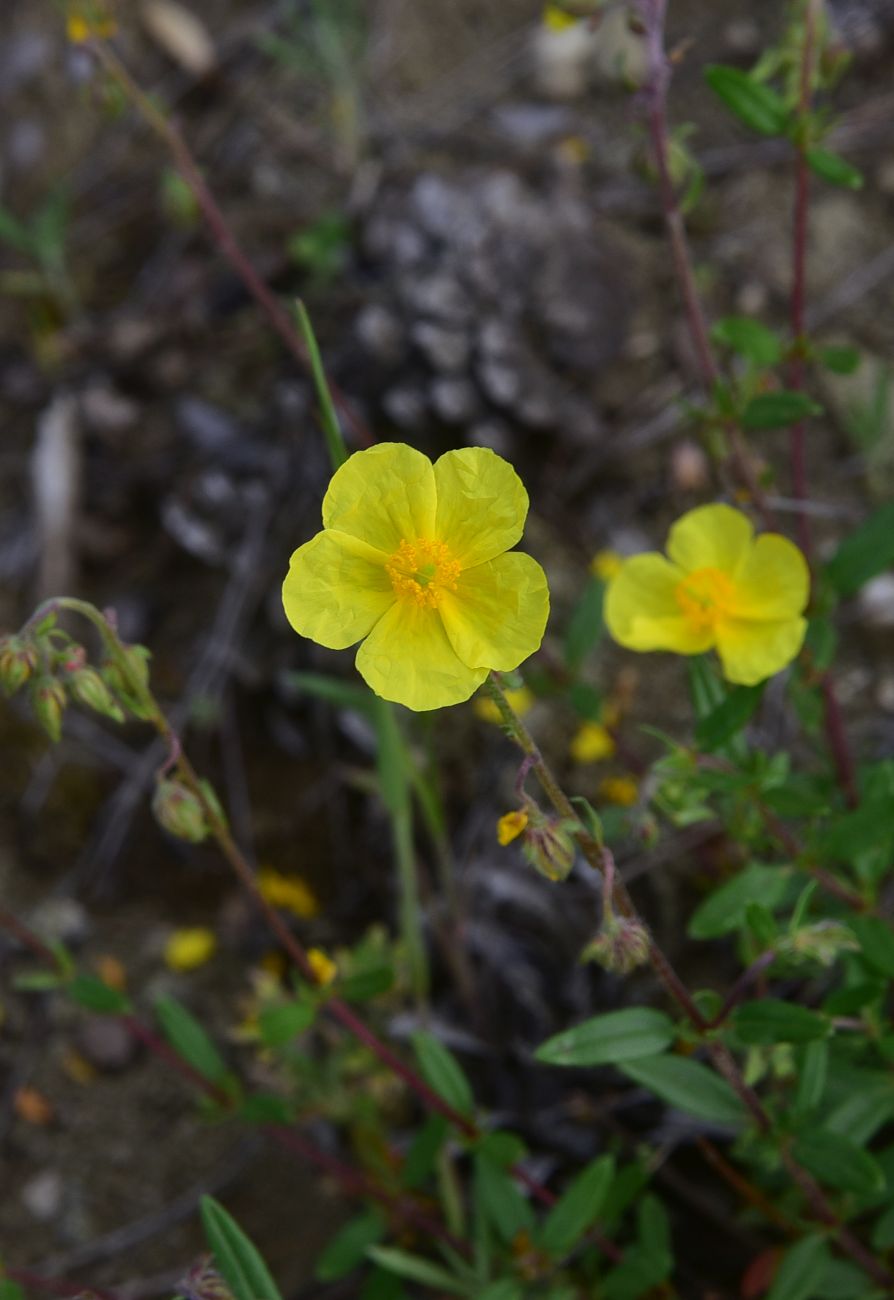 Image of genus Helianthemum specimen.