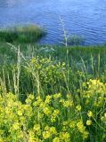 семейство Poaceae. Цветущие растения. Псков, Ольгинская наб. р. Великая, газон. 07.06.2025.