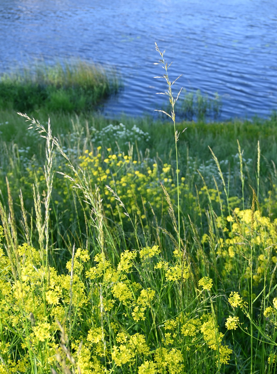 Изображение особи семейство Poaceae.