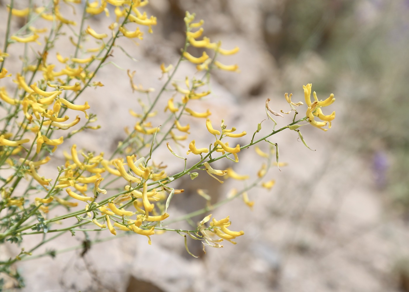 Изображение особи Corydalis kovakensis.