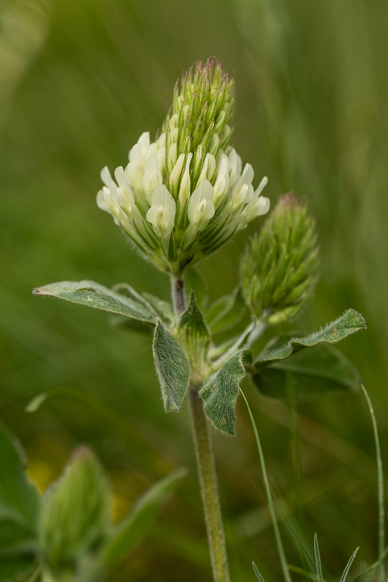 Изображение особи род Trifolium.
