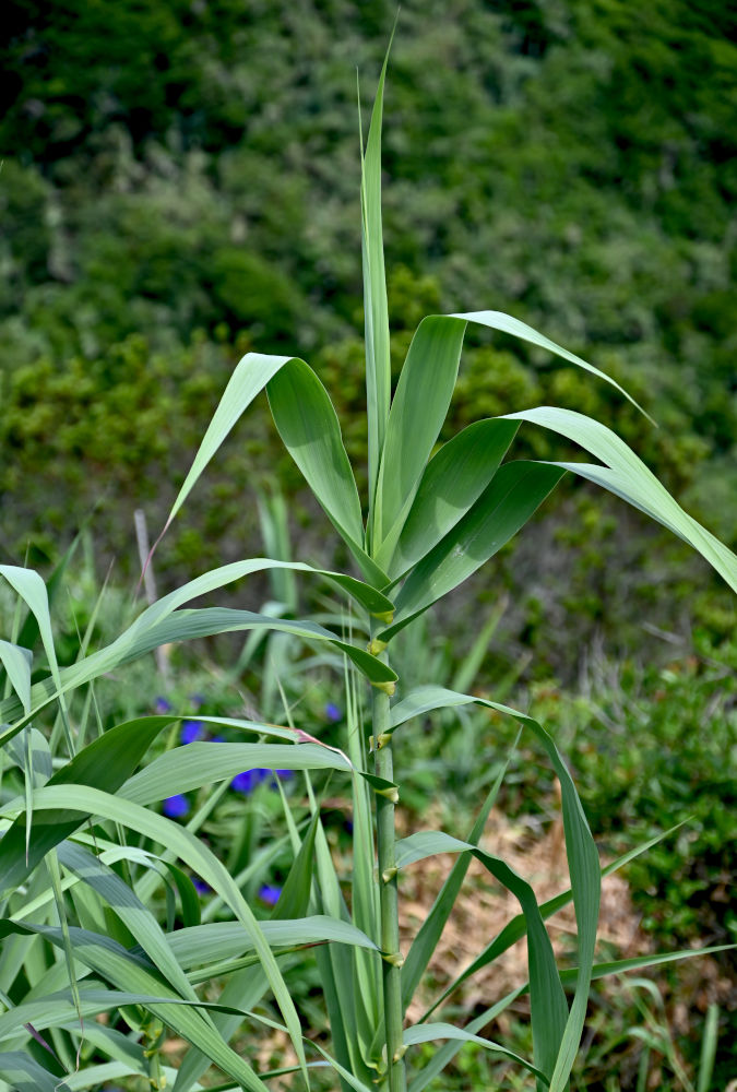 Изображение особи Arundo donax.