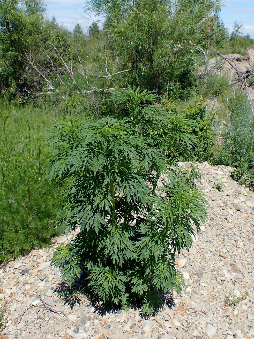 Image of Leonurus japonicus specimen.