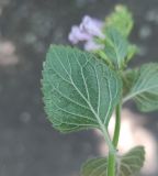 familia Lamiaceae. Лист (вид на абаксиальную поверхность). Краснодарский край, Туапсинский муниципальный округ, Новомихайловское городское поселение, тропа. 08.08.2024.