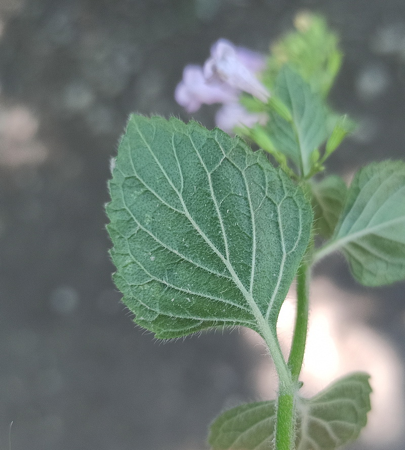 Image of Clinopodium nepeta specimen.