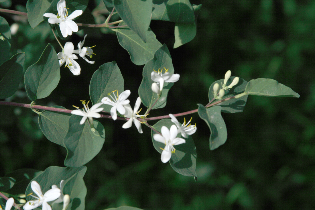 Image of Lonicera tatarica specimen.