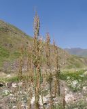 genus Rumex. Верхушка растения с соцветиями. Дагестан, Докузпаринский р-н, окр. с. Куруш, дол. р. Чехычай, ≈ 2400 м н.у.м., русло временного водотока. 25.07.2026.
