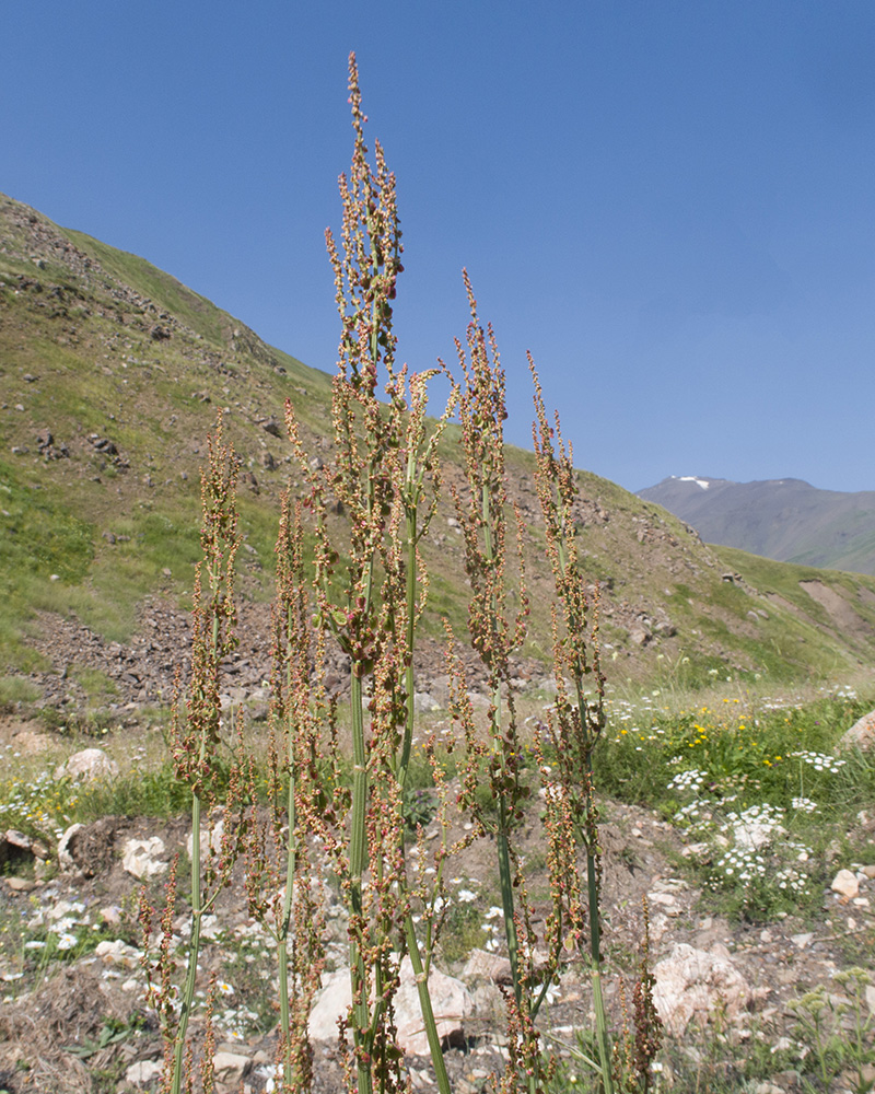 Image of genus Rumex specimen.
