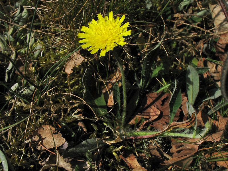 Изображение особи Pilosella officinarum.