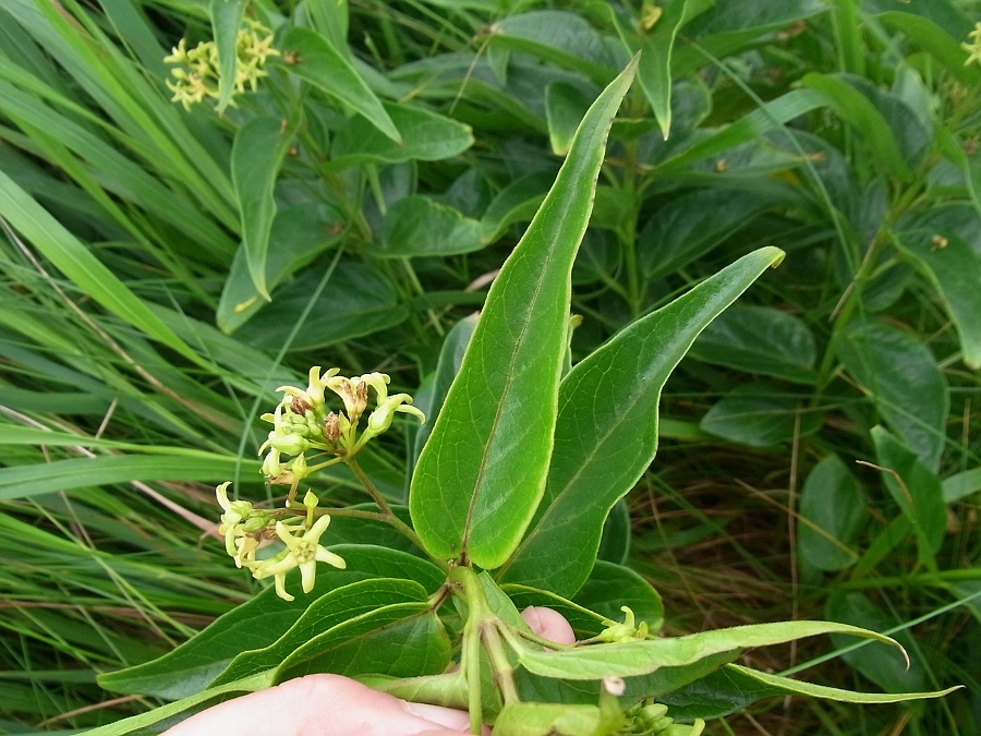 Image of Vincetoxicum hirundinaria ssp. lusitanicum specimen.