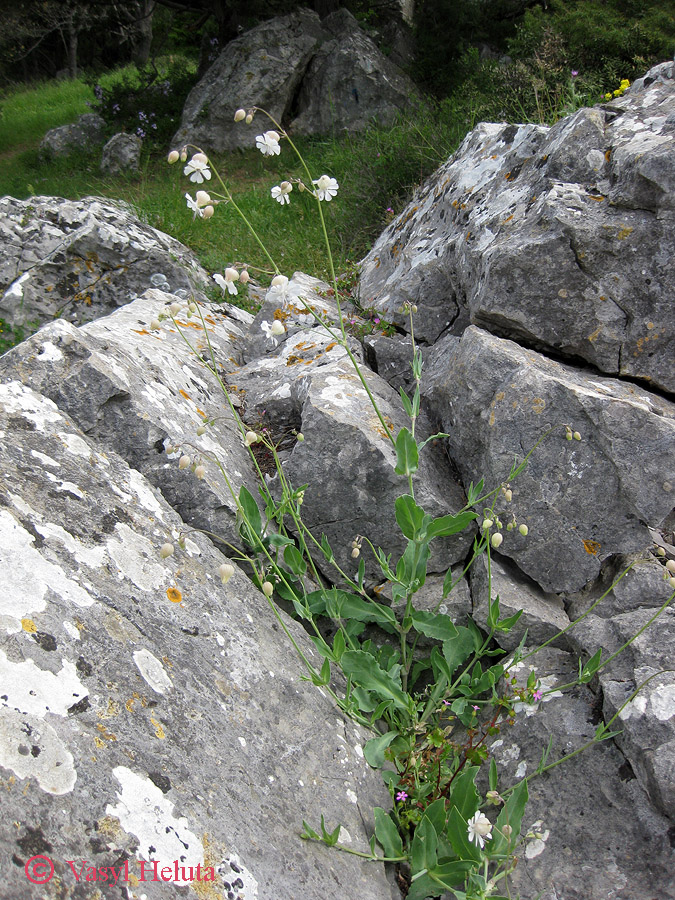 Image of Oberna crispata specimen.