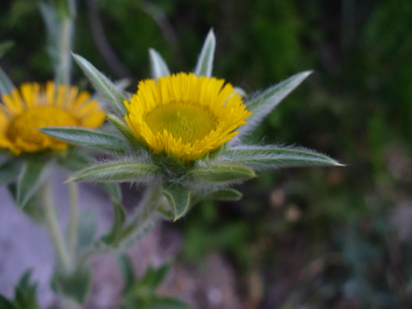 Image of Pallenis spinosa specimen.