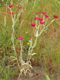 Lychnis coronaria. Цветущее растение на придорожном газоне. Нидерланды, Гронинген. 22 июня 2008 г.