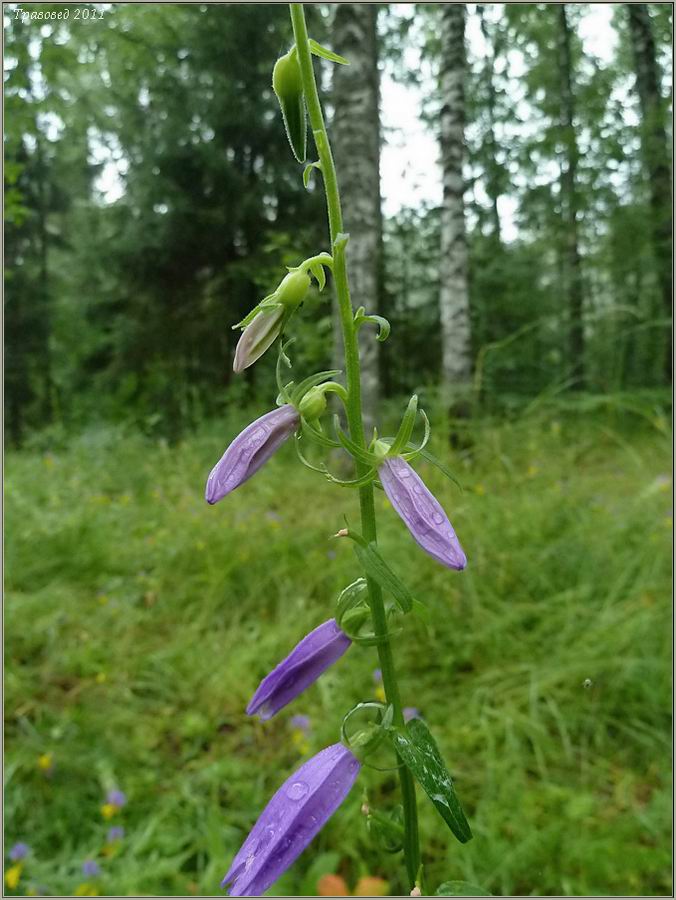 Изображение особи Campanula rapunculoides.