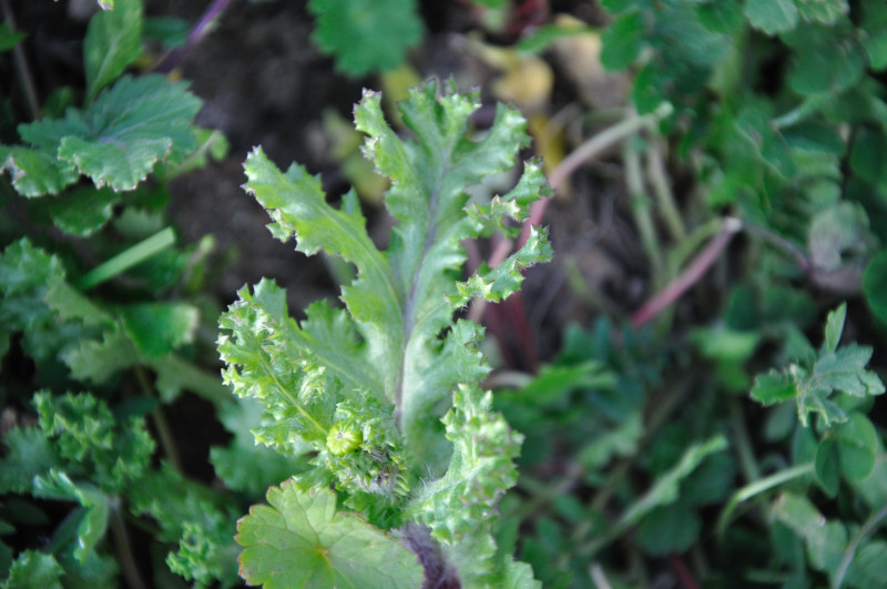 Image of Senecio vernalis specimen.