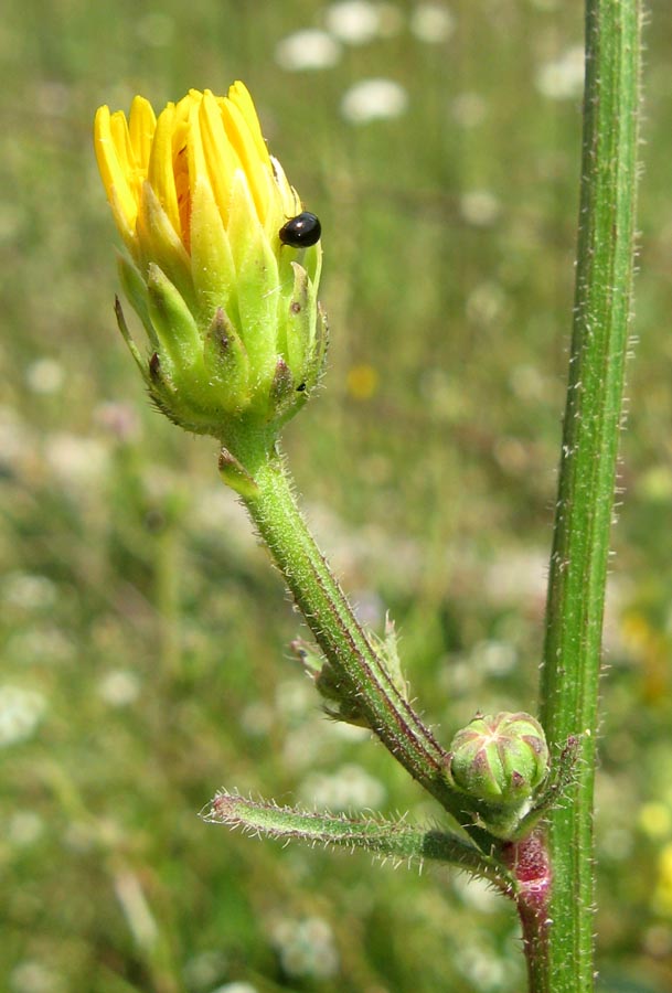 Image of Picris hieracioides specimen.